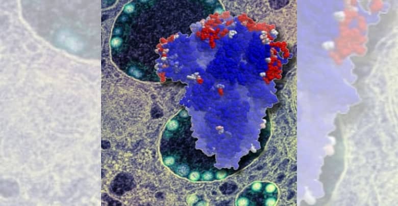 Cell membrane, spike proteins, virus - Supplied by Michael Overduin